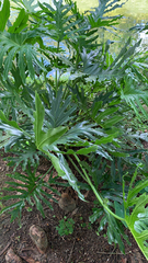 Thaumatophyllum bipinnatifidum