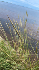 Ammophila breviligulata
