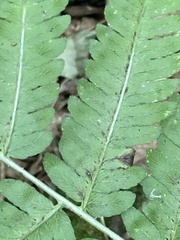 Dryopteris goldieana