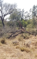 Giraffa camelopardalis giraffa