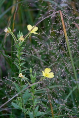 Oenothera villosa