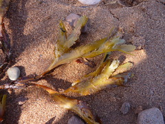 Fucus serratus