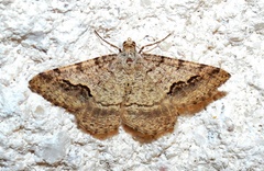 Frederickia s-signata