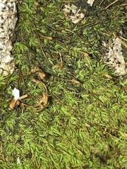 Tortula muralis