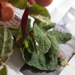 Correa reflexa reflexa