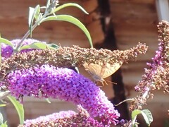 Argynnis