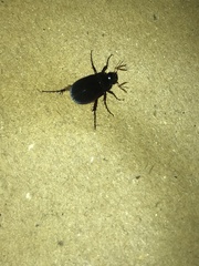 Maladera holosericea