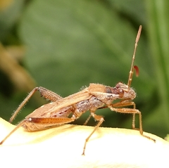 Alydus pilosulus