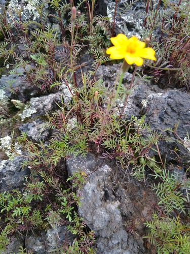 Tagetes lunulata