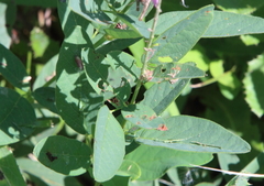 Desmodium canadense