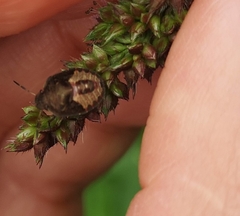 Peribalus strictus vernalis