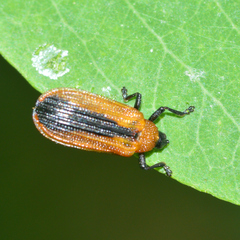 Odontota dorsalis