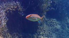 Seriola dumerili