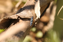 Balacha melanocephala