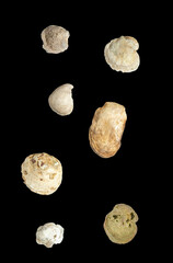 Heteranomia squamula