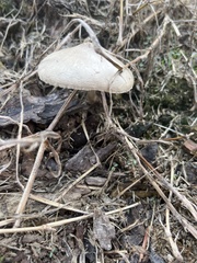 Pluteus petasatus
