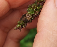 Peribalus strictus vernalis