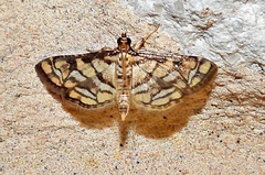Hileithia magualis