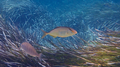 Seriola dumerili