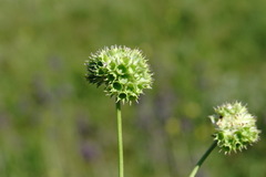 Valerianella coronata