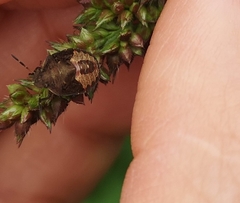 Peribalus strictus vernalis