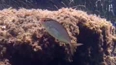 Seriola dumerili