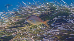 Seriola dumerili