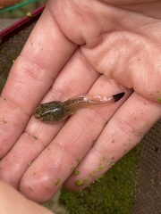 Lithobates clamitans
