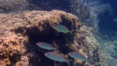 Seriola dumerili