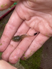 Lithobates clamitans