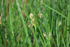 Schoenoplectus americanus