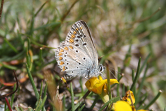 Aricia artaxerxes allous