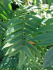 Rhus typhina