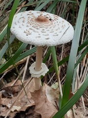 Macrolepiota