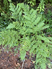 Pteridium aquilinum latiusculum