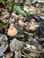 Marasmius siccus