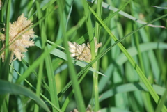 Schoenoplectus americanus