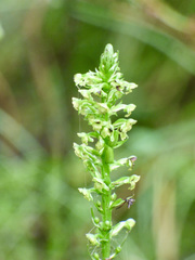 Platanthera flava flava