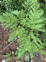 Pteridium aquilinum latiusculum