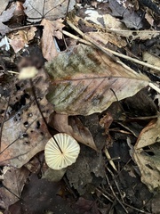 Marasmius siccus