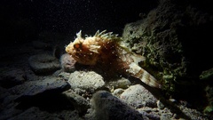 Scorpaena porcus