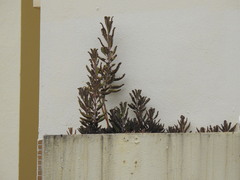 Kalanchoe × houghtonii