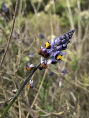 Monnina philippiana