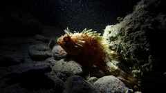 Scorpaena porcus