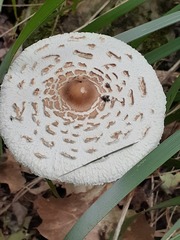 Macrolepiota