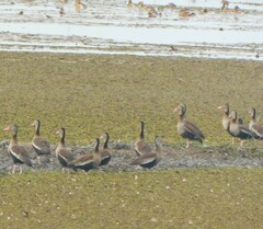 Dendrocygna autumnalis