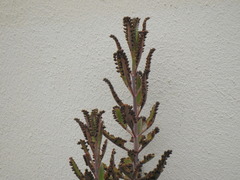 Kalanchoe × houghtonii