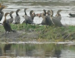Nannopterum brasilianum