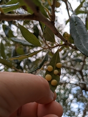 Belonocnema treatae