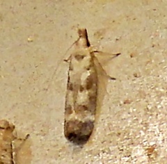 Dichomeris inversella
